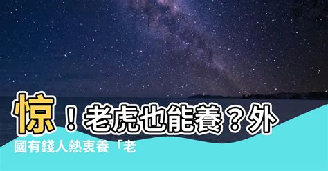 老虎可以養嗎|【老虎可以養嗎】驚！老虎也能養？外國有錢人熱衷養「老虎」，。